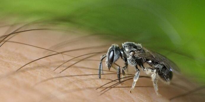 Ugrizi žuželk lahko prenašajo črevesne parazite