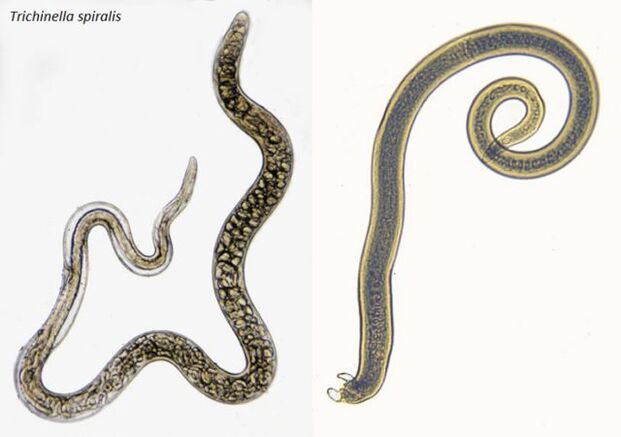 trihinele